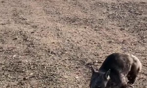 Wombat Chases Canine Friend