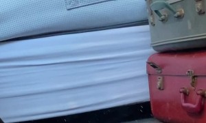 Protective Pug Sees Intruder in Mirror