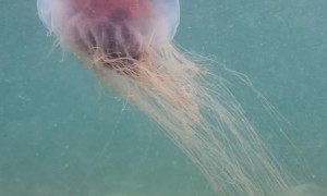 Jelly Fish Hanging Close To Shore