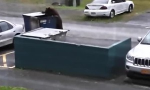 Hungry Bear Dumpster Dives