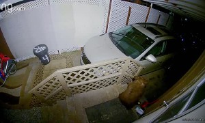 Bear Cubs Playing on Stairs