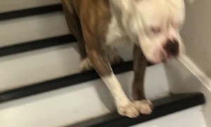 Sweet Pup Hops Down the Stairs