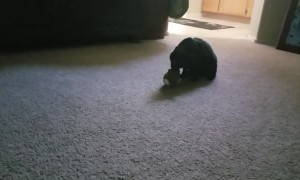 Cat Brought Home a Bunny