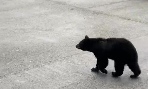 Crafty Bear Climbs into Trash Can