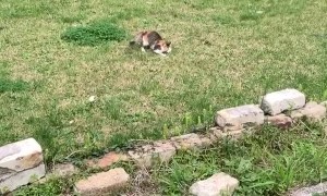 Cat Loves Fetching Clothesline Pin