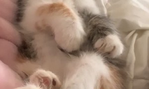 Little Kitten Sleep Walks While Nodding Off