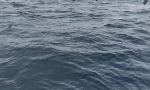 Whales Breaches Near Boat in Castletownbere Harbour