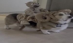 Cobe the Corgi Dressed as a Bantha