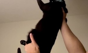 Cat and Owner Team Up against Pesky Fly