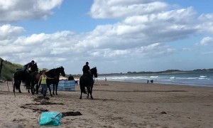 Iconic Black Stallions Saunter Along Beach for Bank Advertisement