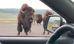 Bossy Bison Grunts at Park Visitors