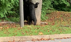 Bear-ing Around This Morning!