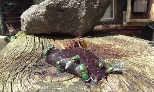 Hungry Hornet Hunting Flies