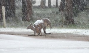 Kangaroo Family Stands in Heavy Snow