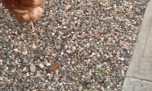 Cat Stalks Random Chicken Across the Road