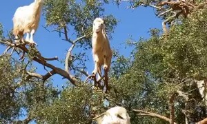 Rare 'Goat Tree' Captured in Morocco