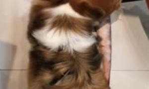 Corgi adorably plays with stuffed chicken leg toy