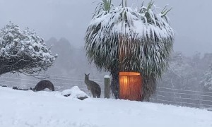 Snow Doesn’t Stop Kangaroos Getting Out and About