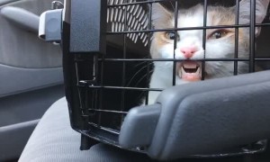 Kitty Wants to Get Out of Carrier