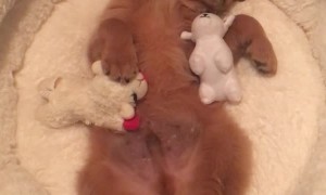 Puppy Enjoys Bedtime With His Favorite Bear