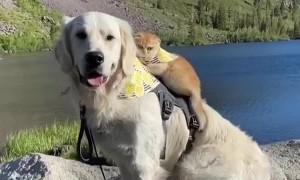 Cat rides on the back of doggy best friend for adventure time