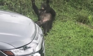 Itchy Bear Lays Back for a Scratch
