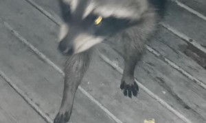 Raccoon Tries Popcorn for the First Time