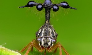 Helicopter-like Treehopper bug caught on camera