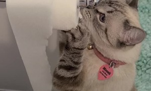 Curious Cat Tangles with Toilet Paper