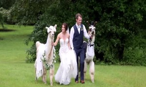 Llama Wedding