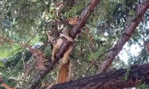 Antonio the Wild Squirrel Cools off on a Wet Branch