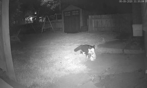 Jordan The Feline Cat Burglar