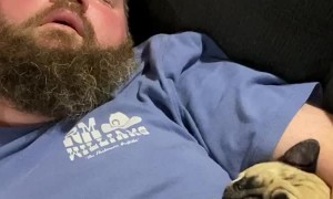 Snoring Competition Between Man and Pug