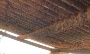 Zimbabwean Farm Cows Love a Good Swim