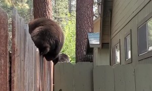 Baby Bears Balance on Fence