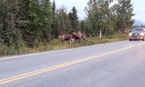 Mother and Her Calf Near Earthquake Park