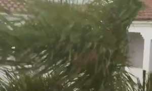 birds holding their headway in that wind! .... #tropicalstorm surfing birds.  St Maarten