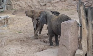 Elephant reunites with daughter and granddaughters after 12-year separation