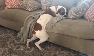Clever dogs finds genius way to still enjoy the couch