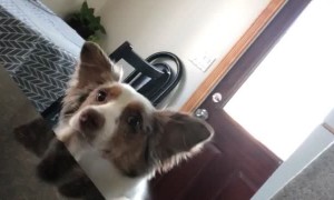 Clever Dog Puts Paws up for More Hugs