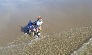 Disabled Doggy Enjoys Time at the Beach Being a Land Shark