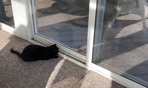Cat Plays with Bird through Tinted Window