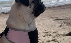 Edna the Pug Lets Ear Flap in the Breeze