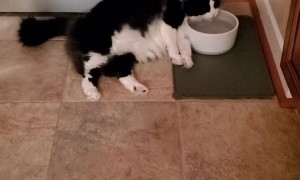 Lazy Kitty Lays Down for a Drink