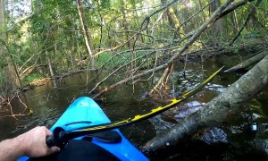 Kayaker Has a Very Close Encounter with Alligator in North Carolina