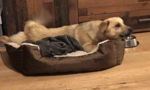 Formerly Abandoned Dog Shares Joyful Moment with New Family