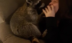 Cute Raccoon Wants a Kiss