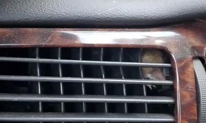 Mouse Finds Itself in Car Vent