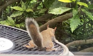 Squirrel Uses Air Conditioner Fan to Cool Off
