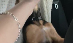 Puppy Goes Crazy with Pupcup